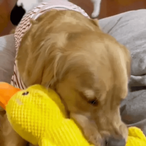 Pawsiva QuackBuddy™ Calming Squeaky Duck Dog Toy